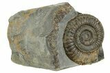Jurassic Ammonite (Dactylioceras) Fossil - England #362506-1